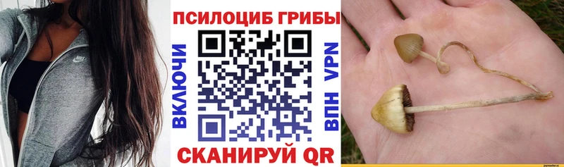 Псилоцибиновые грибы Psilocybine cubensis  цена   Иваново 